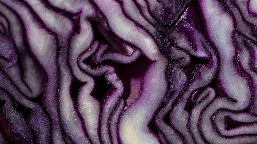 a close up view of a purple cabbage, a macro photograph, by Carey Morris, pexels, renaissance, intricate pasta waves, 🦩🪐🐞👩🏻🦳, folds of belly flab, neural