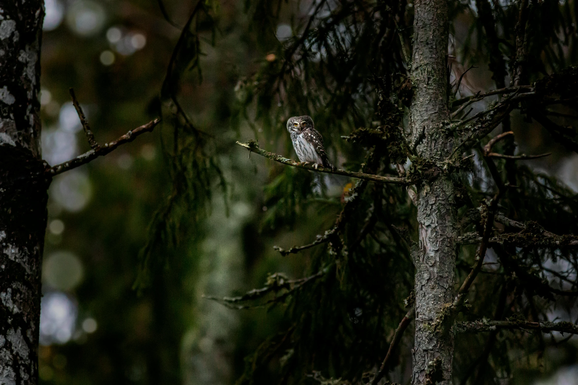 a small bird sitting on top of a tree branch, by Jaakko Mattila, pexels contest winner, very very small owl, in deep forest hungle, overcast mood, canvas