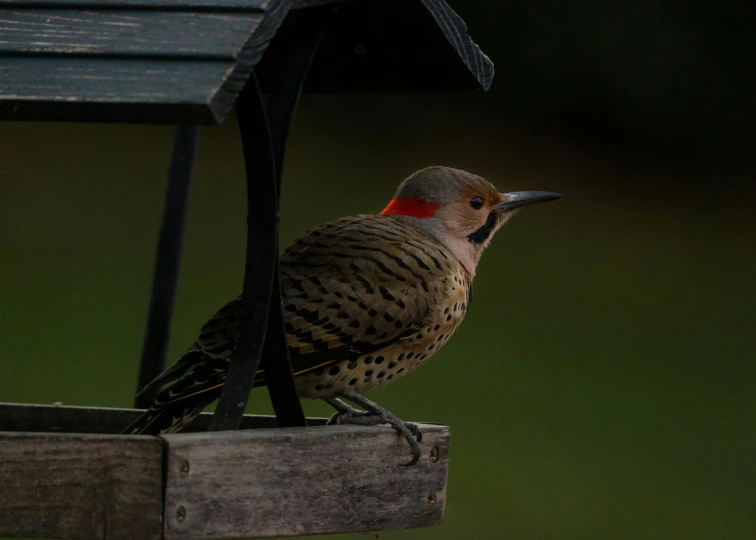 a bird sitting on top of a bird feeder, on a wooden table