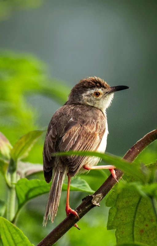 a small bird sitting on top of a tree branch, in a jungle, sitting on a leaf, indonesia national geographic, uncropped