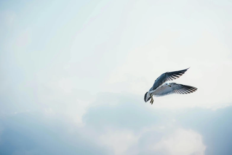 a bird that is flying in the sky, pexels contest winner, minimalism, shades of blue and grey, bullet shells flying, basil flying, pearly sky