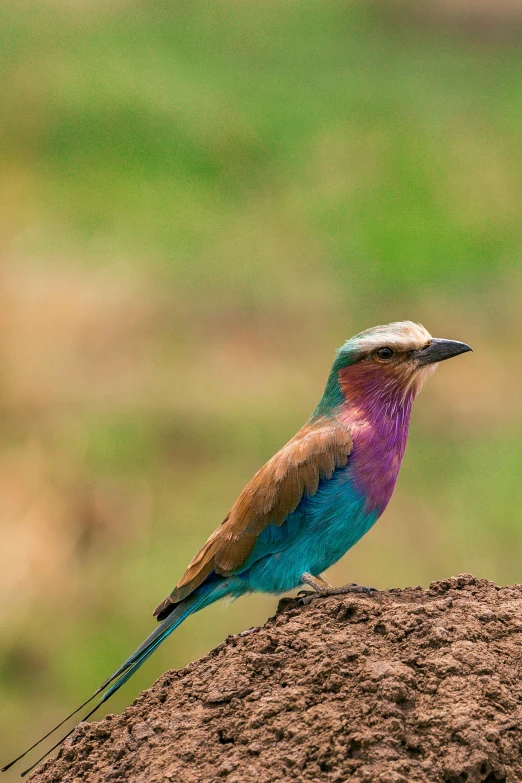 a colorful bird sitting on top of a mound of dirt, on the african plains, mauve and cyan, lush wildlife