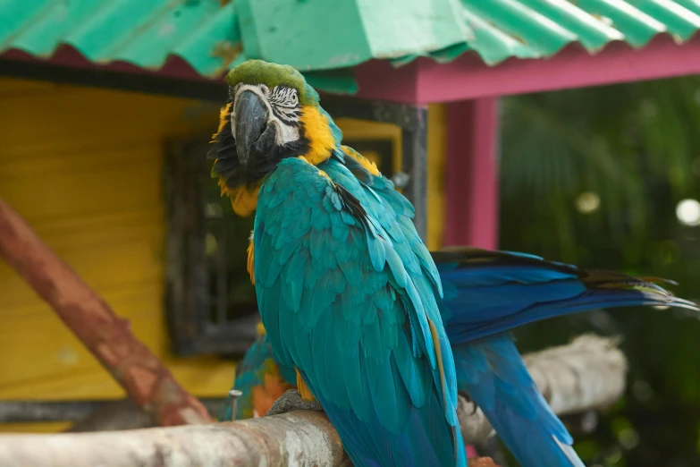 a blue and yellow parrot sitting on top of a tree branch, in marijuanas gardens, multicoloured, avatar image