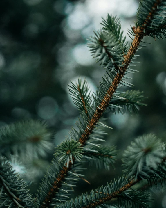 a close up of a pine tree branch, inspired by Elsa Bleda, trending on pexels, profile image, christmas night, multiple stories, sustainable materials