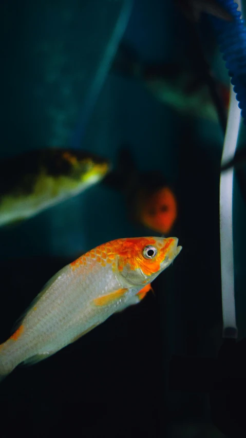 a fish that is swimming in a tank, a photo, by Gwen Barnard, trending on pexels, renaissance, vibrant orange, two male, various colors, fuji superia