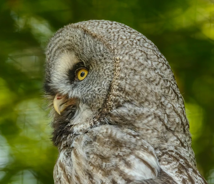 a close up of an owl's face with trees in the background, by Jan Tengnagel, pexels contest winner, hurufiyya, dressed in a gray, profile close-up view, museum quality photo, high angle close up shot