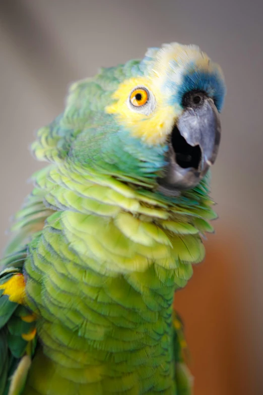 a close up of a parrot with its mouth open, arabesque, some yellow green and blue, ruffles, lovingly looking at camera, a high angle shot