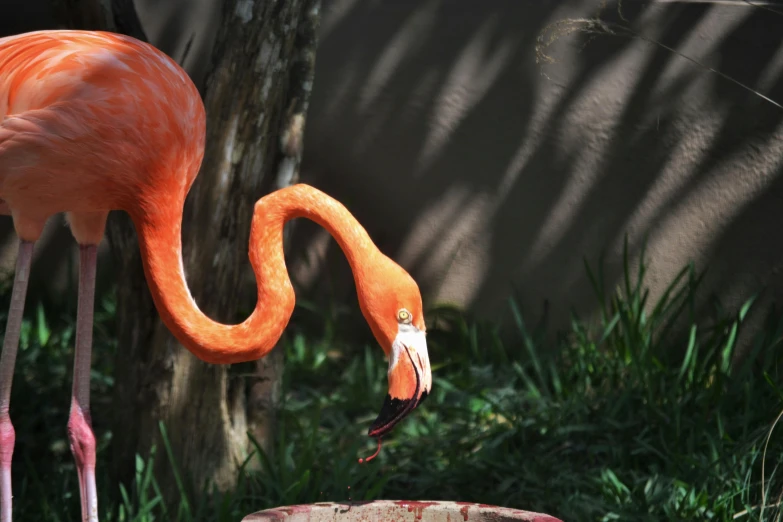 a pink flamingo standing on top of a lush green field, by Alejandro Obregón, pexels contest winner, photorealism, eating outside, an orange, in the zoo exhibit, fountain of youth