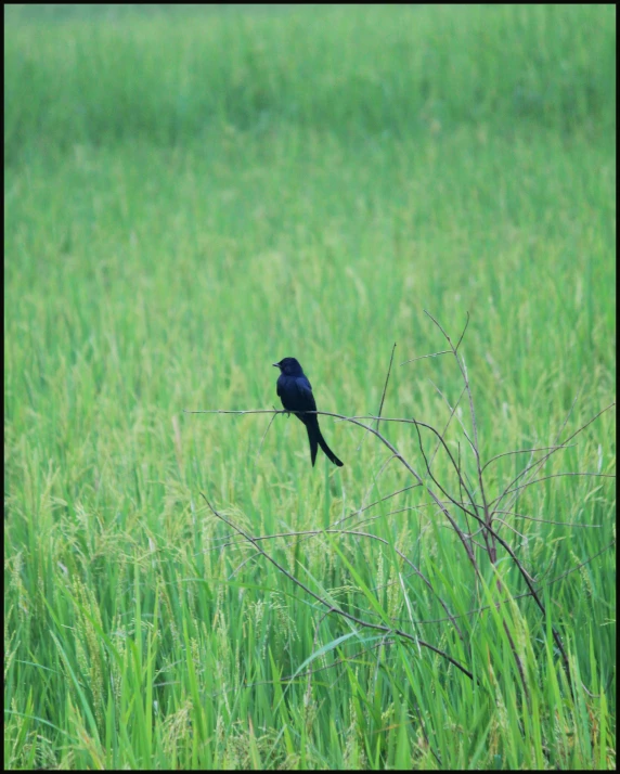 a black bird sitting on top of a tree branch, malaysia with a paddy field, an indigo bunting, image, digital image