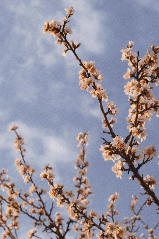 a tree with white flowers against a blue sky, trending on unsplash, arabesque, peach, set photo, made of glazed, brown