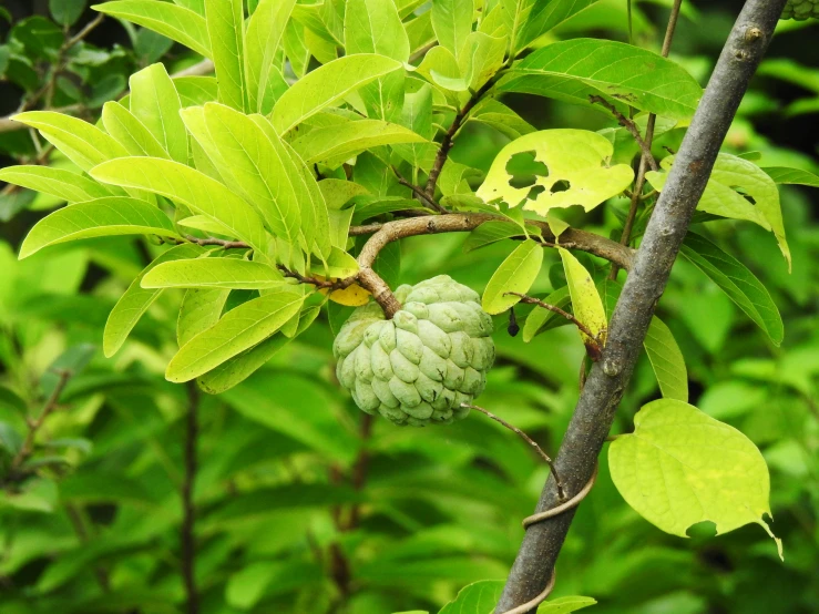 a close up of a fruit on a tree, hurufiyya, next to a plant, absinthe, bao pnan, artichoke