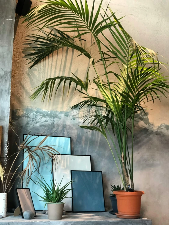 a surfboard sitting on top of a table next to a potted plant, a picture, with interior potted palm trees, photo for a store, photo on iphone, verdant plant wall