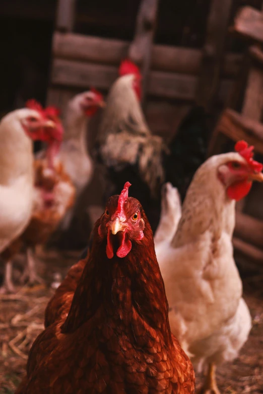 a group of chickens standing next to each other, pexels, renaissance, inside a farm barn, up-close, in liquid, february)