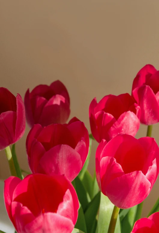 a vase filled with lots of pink flowers, tulips, diffused backlight, in crimson red, up close