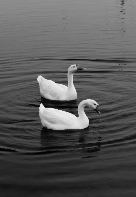 two white ducks floating on top of a body of water, a black and white photo, flickr, black! and white colors, white horns, black and white color aesthetic, 15081959 21121991 01012000 4k
