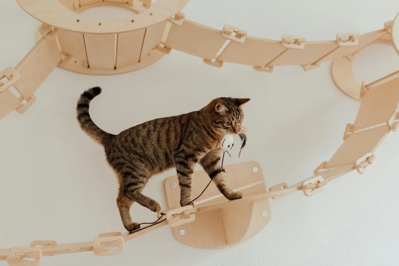 a cat standing on top of a wooden structure, by Emma Andijewska, trending on unsplash, kinetic art, cables on walls, curved furniture, paws on wheel, on a white background