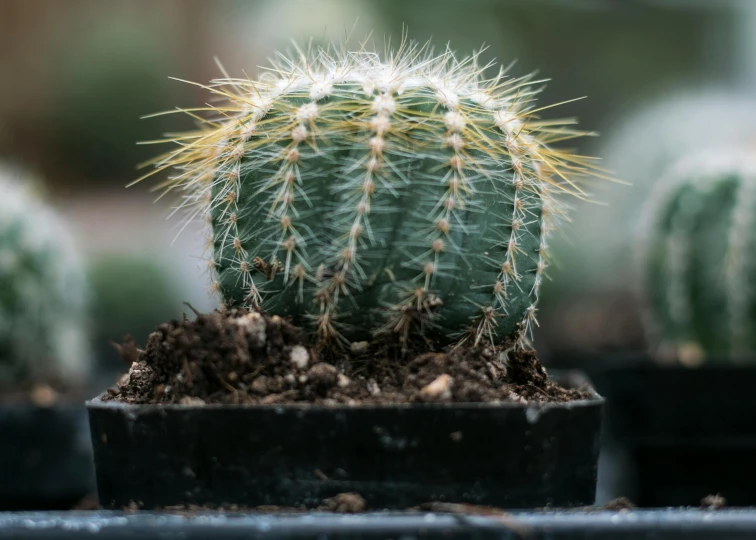 a close up of a cactus plant in a pot, aged 2 5, highly polished, ready to eat, highly upvoted