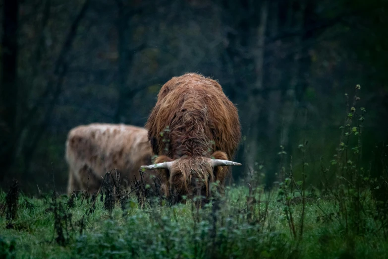 a couple of cows standing on top of a lush green field, pexels contest winner, romanticism, paul barson, thistles, hiding in grass, brown