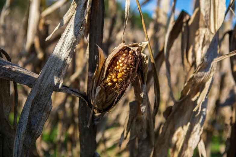 a close up of a stalk of corn in a field, unsplash, renaissance, rotting, brown, fan favorite, digital image