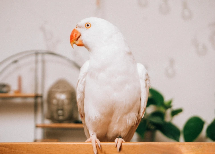 a white bird sitting on top of a wooden table, by Julia Pishtar, trending on pexels, arabesque, parrot, ivory and copper, white cheeks, indoor