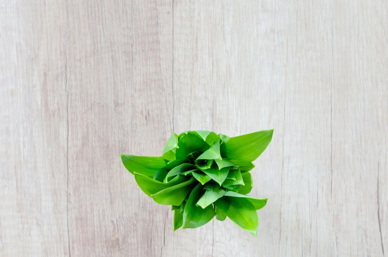 a green flower sitting on top of a wooden table, basil, product view, highly upvoted, vanilla