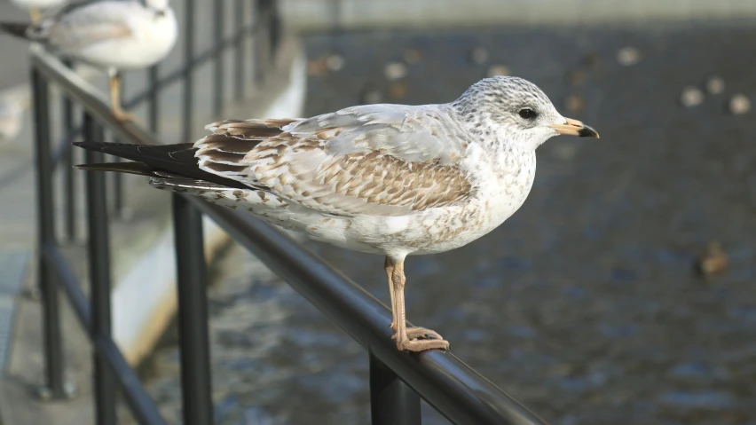 a seagull standing on a railing next to a body of water, a portrait, pexels, arabesque, gray mottled skin, 2022 photograph, brown, focus on full - body