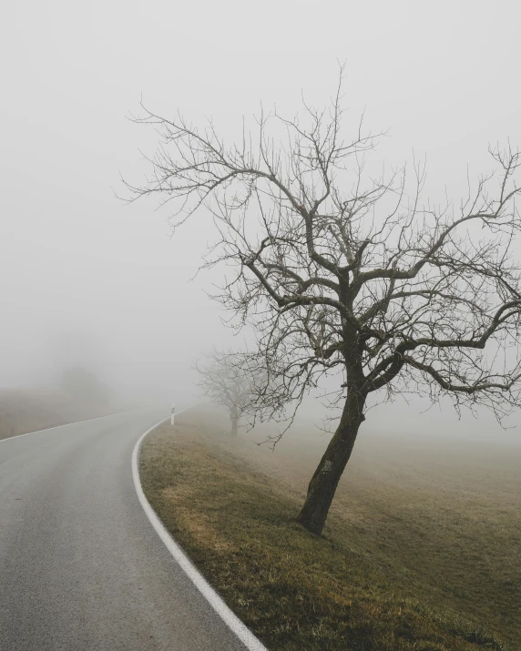 a lone tree sitting on the side of a road, pexels contest winner, romanticism, gray fog, ((trees)), curved trees, cold weather