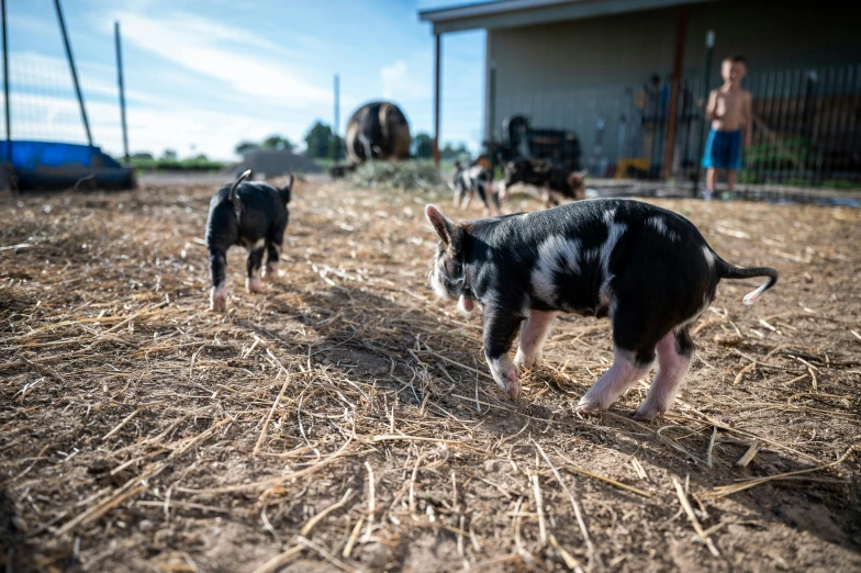 a couple of small black and white pigs, unsplash, happening, meats on the ground, new mexico, people and creatures walking, on a farm