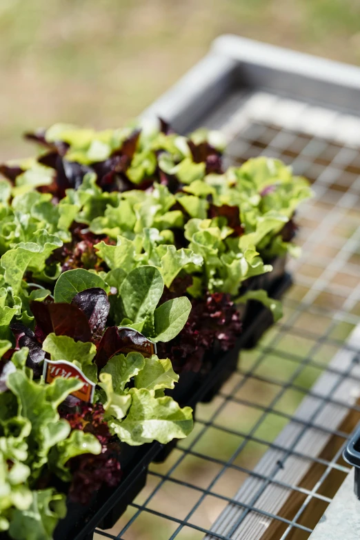 a tray filled with lettuce sitting on top of a table, by Kristin Nelson, small plants, maroon, mix, in rows