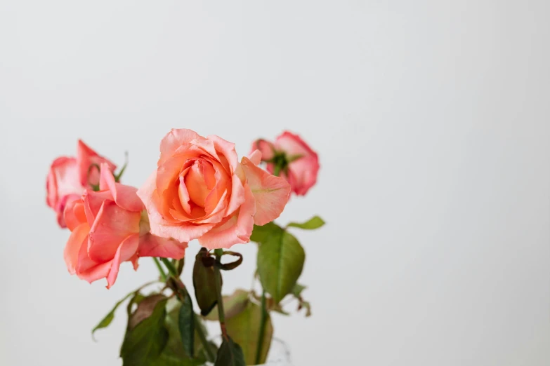 a vase filled with pink roses sitting on a table, by Carey Morris, pexels, fading away, set against a white background, pink and orange, background image