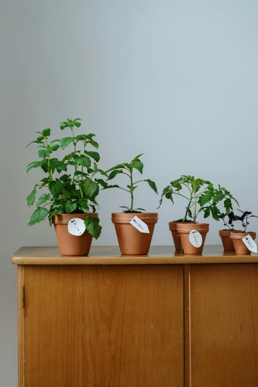 a group of potted plants sitting on top of a wooden cabinet, by Jessie Algie, tomatoes, product label, soft vinyl, basil