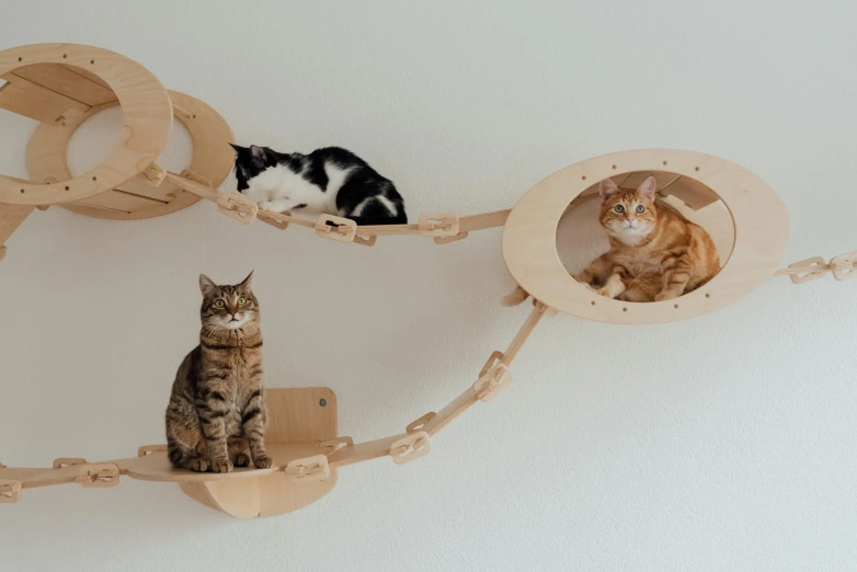 a couple of cats sitting on top of a wooden shelf, a cartoon, trending on unsplash, bauhaus, harnesses, circular, hanging from the ceiling, in a row