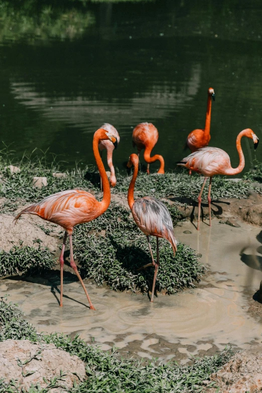 a group of flamingos standing next to a body of water, theme park, terracotta, flora and fauna