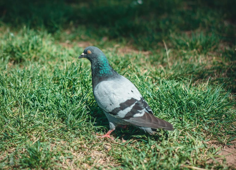 a pigeon that is standing in the grass, pexels contest winner, fan favorite, sitting on the ground, high quality photo, upscaled to high resolution