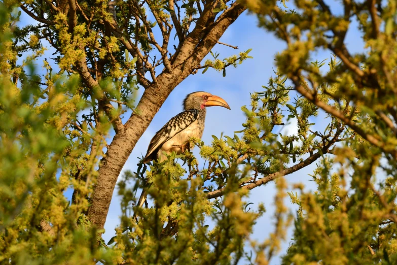 a bird that is sitting in a tree, by Peter Churcher, pexels, hurufiyya, on the african plains, blue sky, amongst foliage, multiple stories