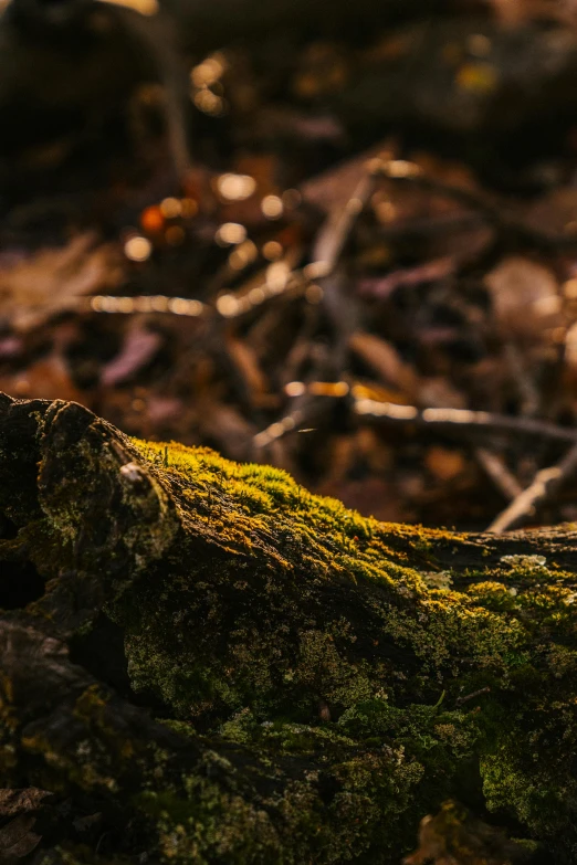 a teddy bear sitting on top of a moss covered log, a macro photograph, inspired by Elsa Bleda, unsplash contest winner, naturalism, warm glow coming the ground, sinuous fine roots, at sunset in autumn, today's featured photograph 4 k