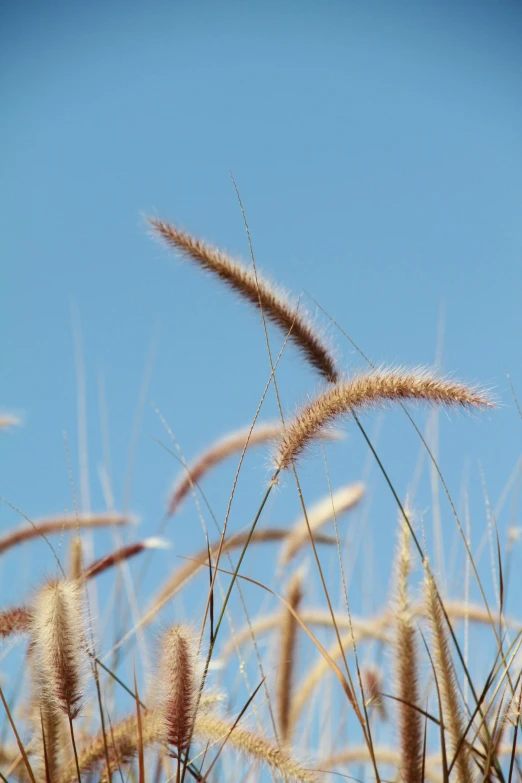 a field of tall grass with a blue sky in the background, unsplash, land art, ears, brown, shot on sony alpha dslr-a300, digital image