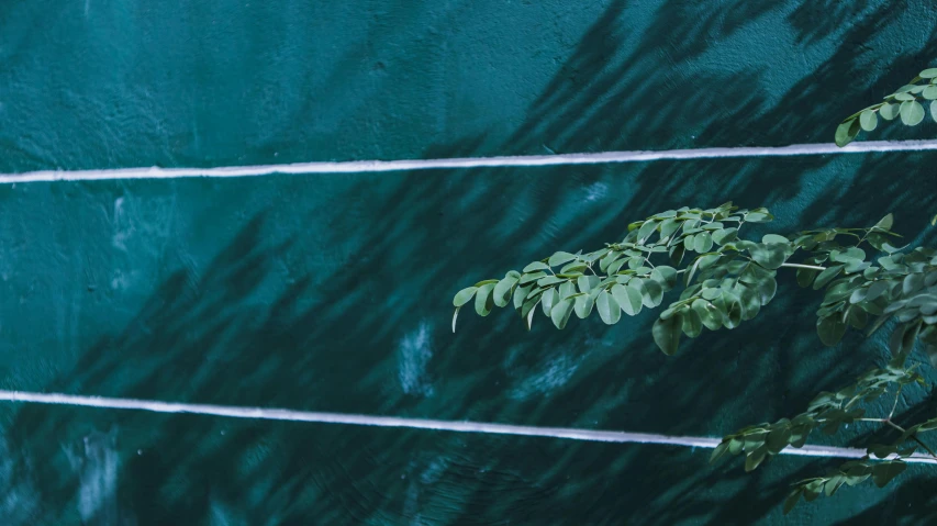 a red fire hydrant sitting next to a green wall, a picture, inspired by Elsa Bleda, trending on unsplash, postminimalism, a fish climbing a tree, flowing wires with leaves, moringa juice, floating. greenish blue