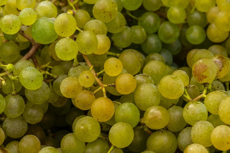 a close up of a bunch of grapes, renaissance, full of greenish liquid, 6 pack, portrait image, shot on sony a 7 iii