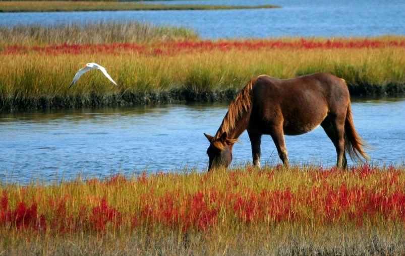 a horse grazing in a field next to a body of water, red grass, marsh, conde nast traveler photo, wildlife preservation