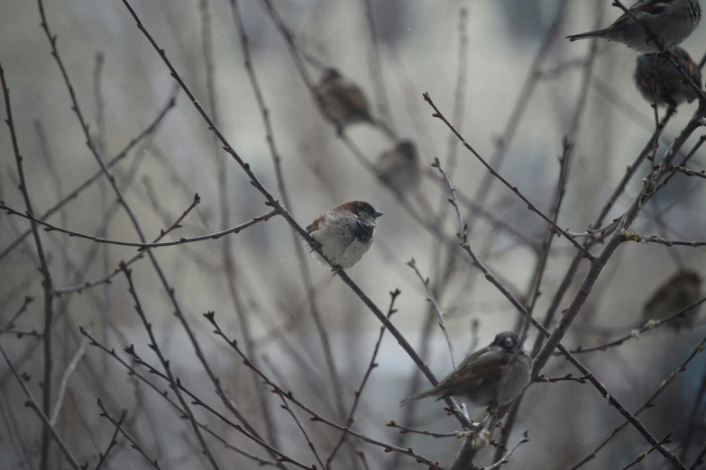 a group of birds sitting on top of a tree branch, a portrait, pexels contest winner, tonalism, sparrows, (3 are winter, paul barson, music video