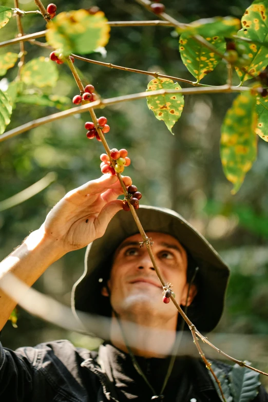 a man in a hat picking berries from a tree, celebration of coffee products, profile image, brown, green