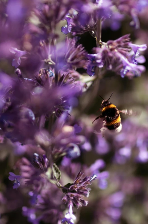 a bee sitting on top of a purple flower