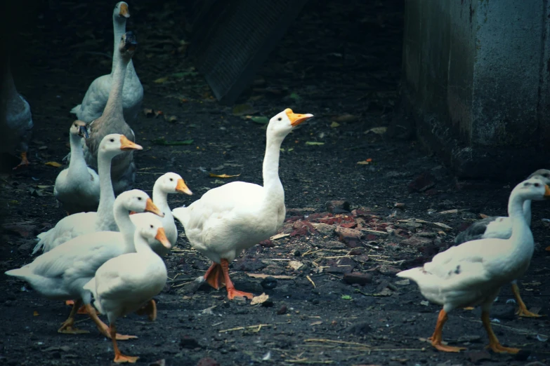 a group of ducks that are standing in the dirt, by Lucia Peka, pexels contest winner, albino mystic, 🦩🪐🐞👩🏻🦳, ryan gosling fused with a goose, animals in the streets