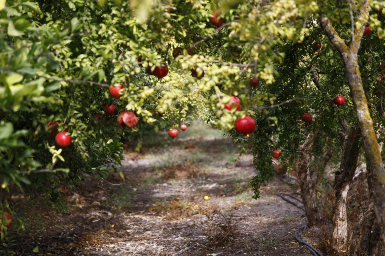 there are many pomegranates growing on the trees, by Nathalie Rattner, pexels, 2 5 6 x 2 5 6 pixels, ground level shot, sukkot, australian