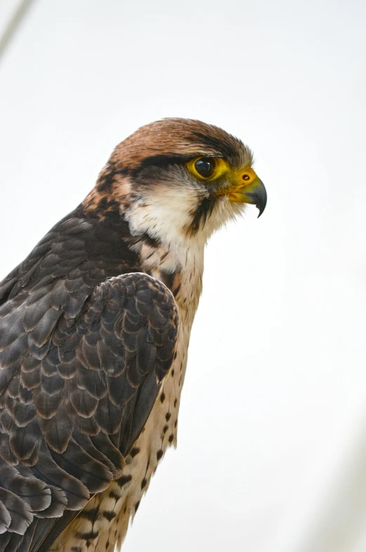 a close up of a bird of prey, pexels, photorealism, on a pale background, photographed for reuters, young male, a tall