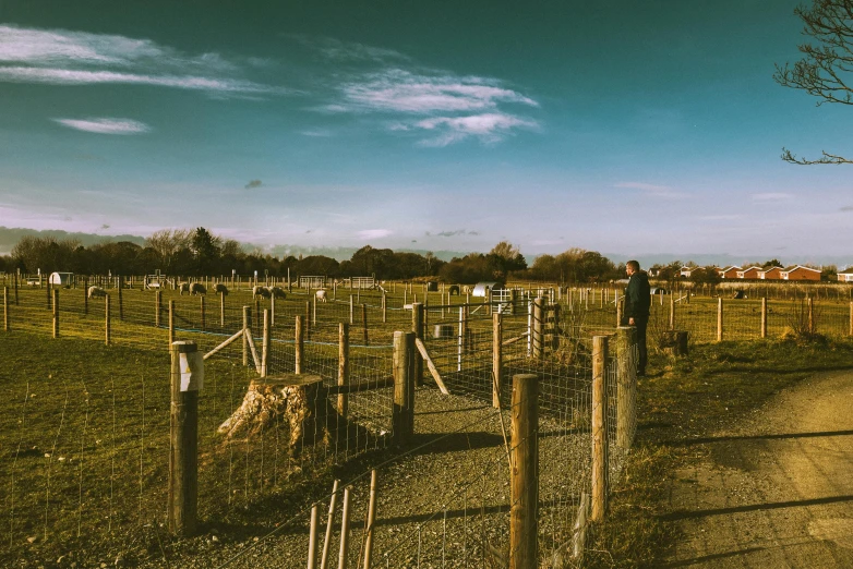 a herd of cattle grazing on a lush green field, a tilt shift photo, by Gawen Hamilton, unsplash, land art, wooden fence, the graveyard!!, person in foreground, adventure playground