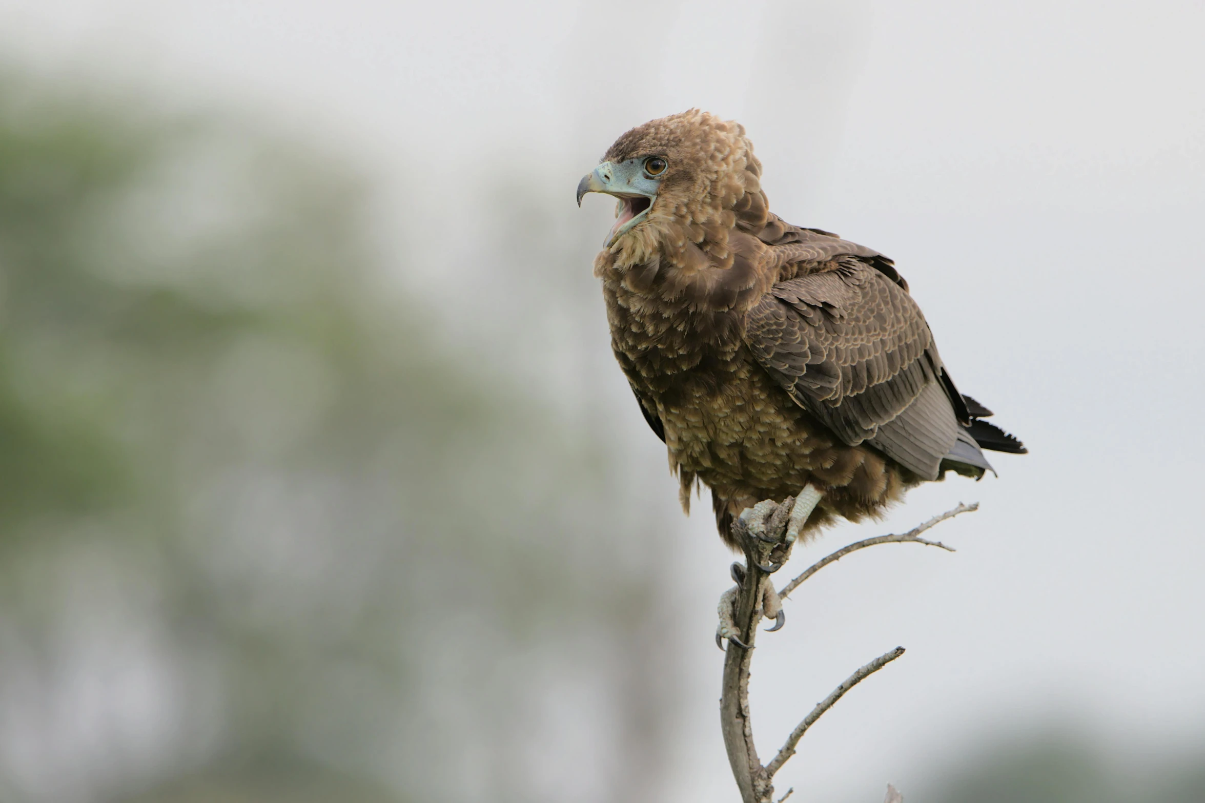 a bird sitting on top of a tree branch, a portrait, pexels contest winner, hurufiyya, raptor, battered, a tall, young female