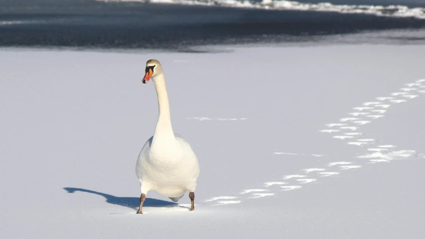 a white swan walking across a snow covered field, pexels contest winner, frozen sea, sup, with a white nose, runway