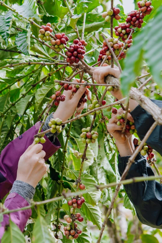 two women picking coffee beans from a tree, explore, vines hanging down, four hands, highly upvoted